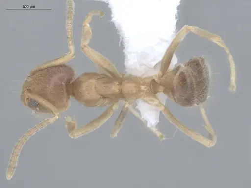 Azteca ovaticeps - ECOFOG-GAL18-0038-11