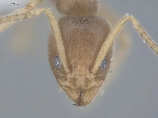 Azteca ovaticeps - ECOFOG-GAL18-0038-11