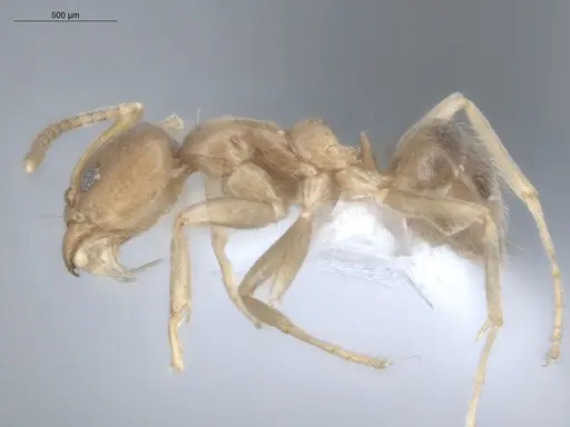 Azteca ovaticeps - ECOFOG-GAL18-0038-11