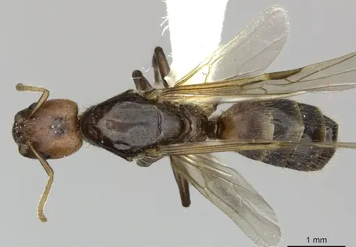 Azteca ovaticeps - INBIOCRI002281834