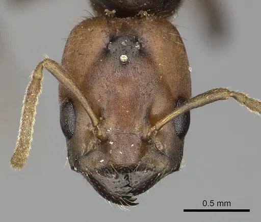 Azteca ovaticeps - INBIOCRI002281834