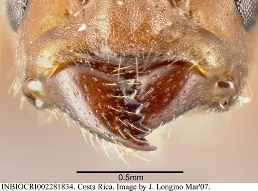 Azteca ovaticeps - INBIOCRI002281834