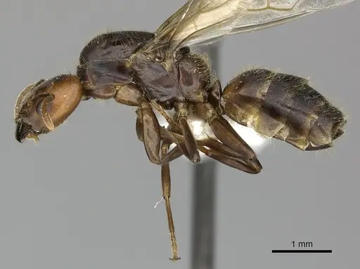 Azteca ovaticeps - INBIOCRI002281834