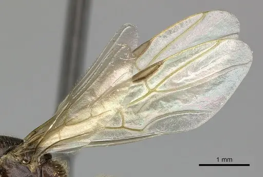 Azteca ovaticeps - INBIOCRI002281834