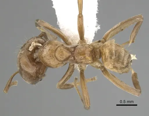 Azteca ovaticeps - JTLC000009535