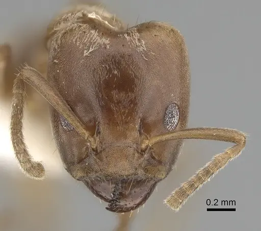 Azteca ovaticeps - JTLC000009535