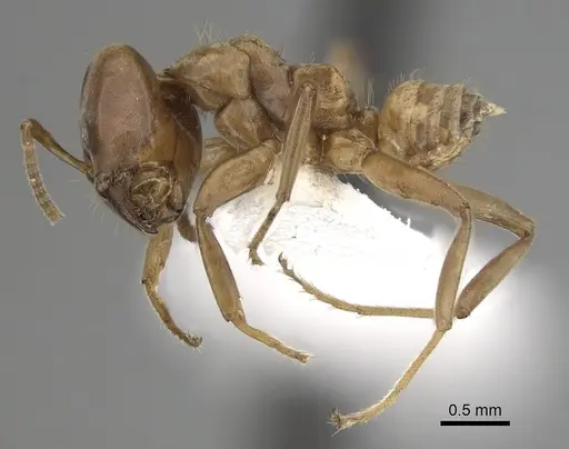 Azteca ovaticeps - JTLC000009535