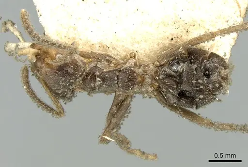 Azteca paraensis specimen