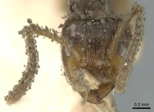 Azteca paraensis specimen