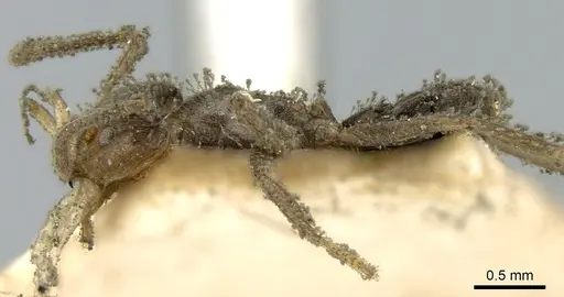 Azteca paraensis specimen