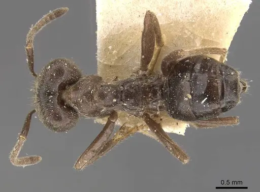 Azteca paraensis - CASENT0909660