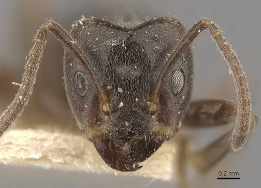 Azteca paraensis - CASENT0909660