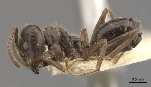 Azteca paraensis - CASENT0909660