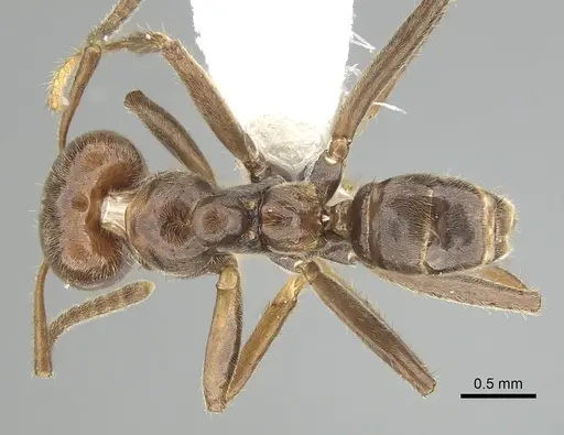 Azteca petalocephala specimen