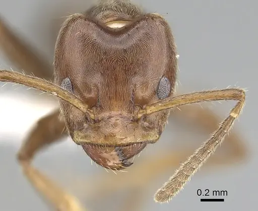 Azteca petalocephala specimen