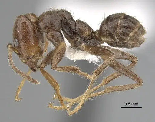 Azteca petalocephala specimen