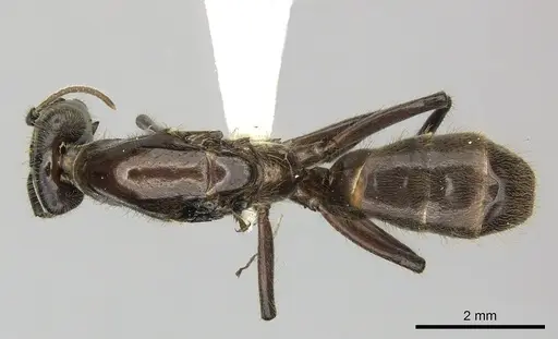 Azteca petalocephala - CASENT0249598