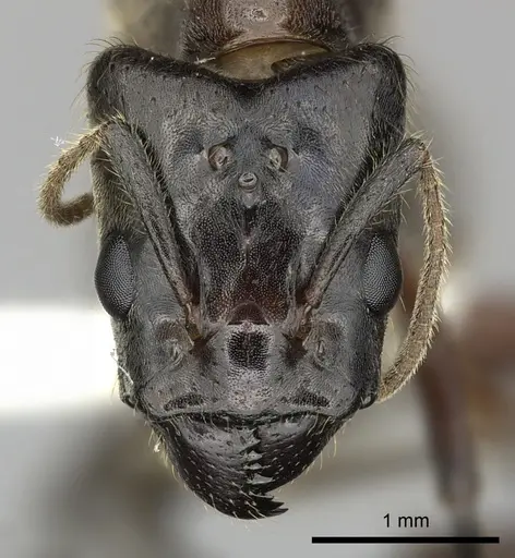 Azteca petalocephala - CASENT0249598