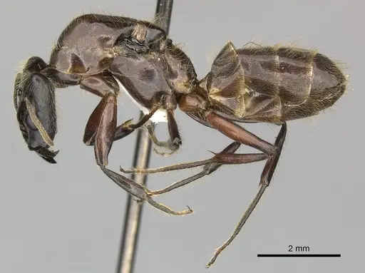 Azteca petalocephala - CASENT0249598