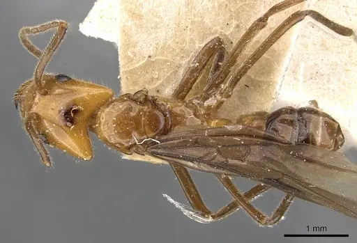 Azteca pilosula specimen