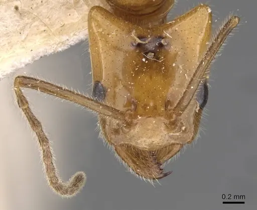 Azteca pilosula specimen