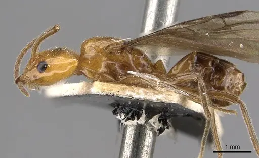 Azteca pilosula specimen