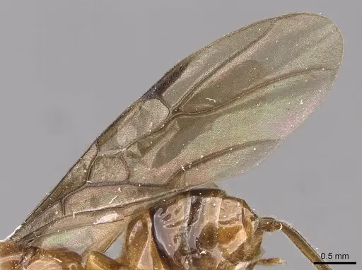 Azteca pilosula - CASENT0909596