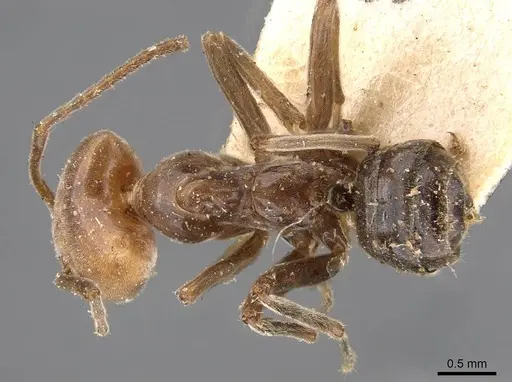 Azteca pilosula - CASENT0909597