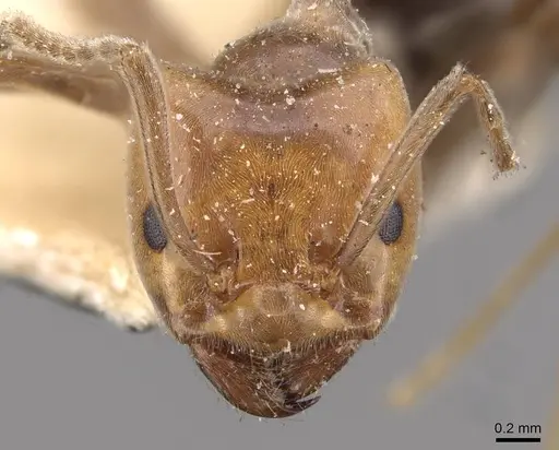 Azteca pilosula - CASENT0909597