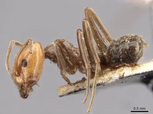 Azteca pilosula - CASENT0909597