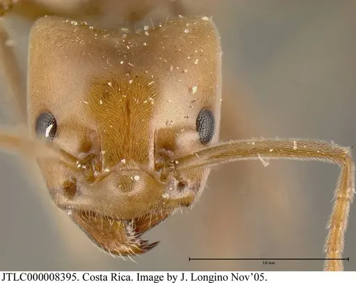 Azteca pilosula - JTLC000008395