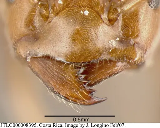 Azteca pilosula - JTLC000008395