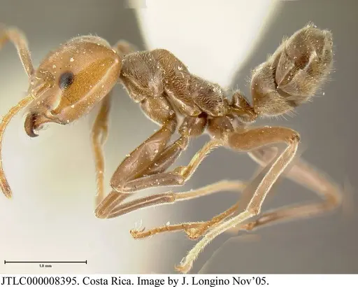 Azteca pilosula - JTLC000008395