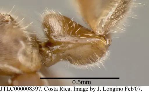 Azteca pilosula - JTLC000008397