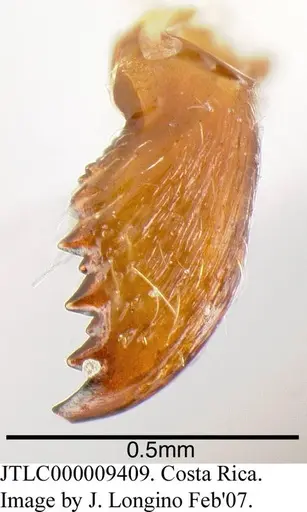 Azteca pilosula - JTLC000009409