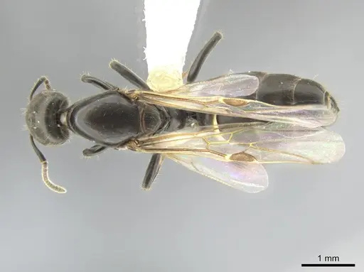 Azteca pittieri specimen