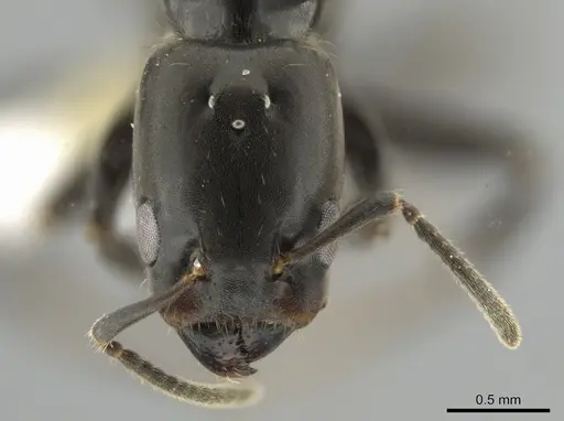 Azteca pittieri specimen