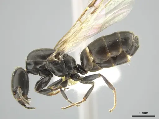 Azteca pittieri specimen