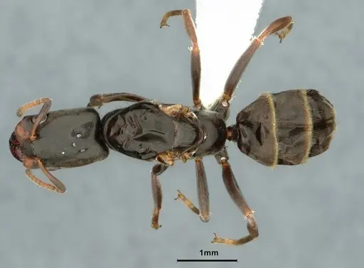 Azteca pittieri - CASENT0886054