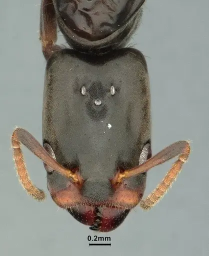 Azteca pittieri - CASENT0886054