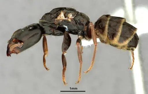 Azteca pittieri - CASENT0886054