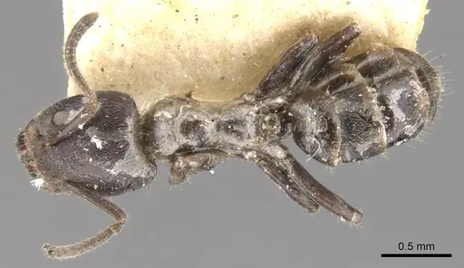 Azteca pittieri - CASENT0903018