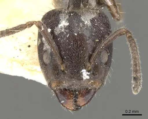 Azteca pittieri - CASENT0903018