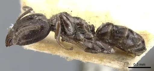 Azteca pittieri - CASENT0903018