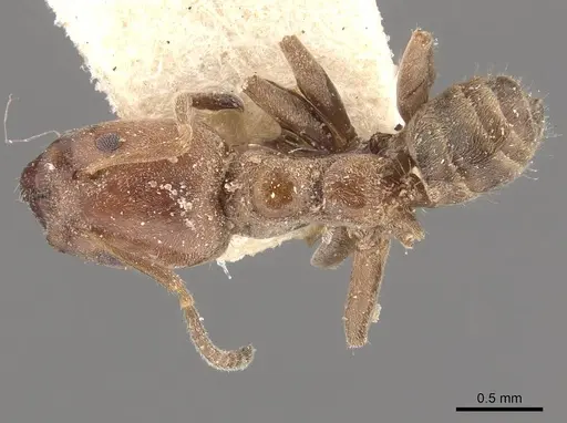 Azteca pittieri - CASENT0909648