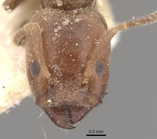 Azteca pittieri - CASENT0909648