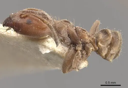 Azteca pittieri - CASENT0909648