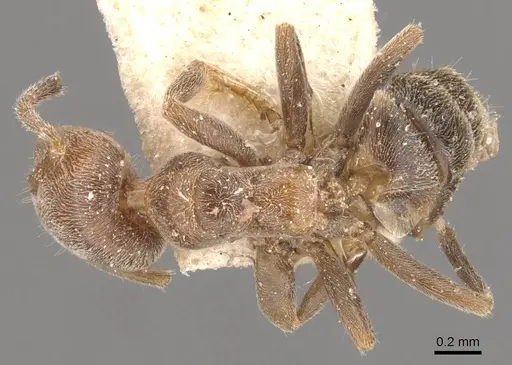 Azteca pittieri - CASENT0909649