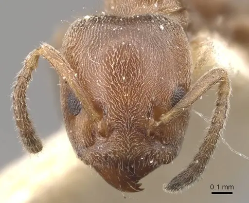 Azteca pittieri - CASENT0909649