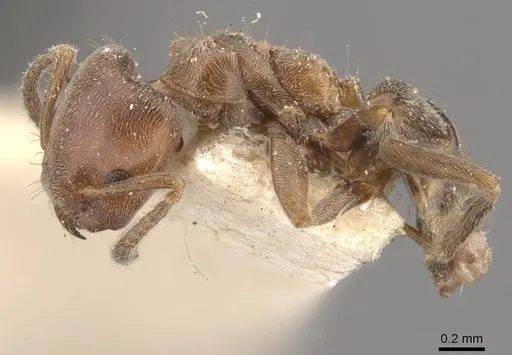 Azteca pittieri - CASENT0909649